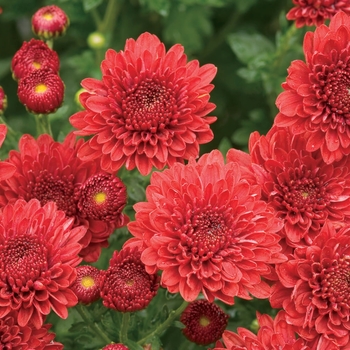 Chrysanthemum x morifolium 'Jolly Cheryl Red' - Mum