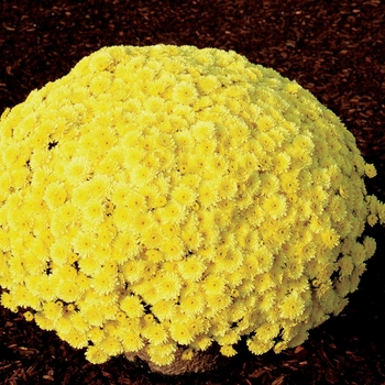 Chrysanthemum x morifolium - Sunny Ursula