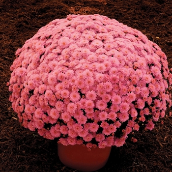 Chrysanthemum x morifolium (Garden Mum) - Ursula™ ''Lavender''