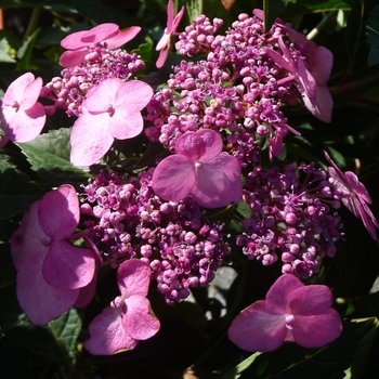 Hydrangea macrophylla 'Twist and Shout™ ' - Endless Summer® Twist and Shout™ 