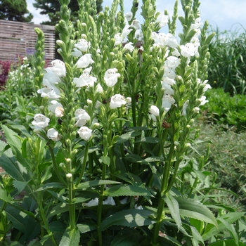 Physostegia virginiana 'Crystal Peak White' - Obedient Plant
