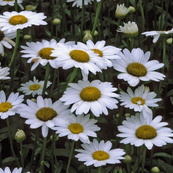 Leucanthemum superbum 'Becky' - Shasta Daisy