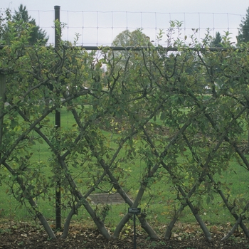 Malus domestica - 'Yellow Delicious' Apple