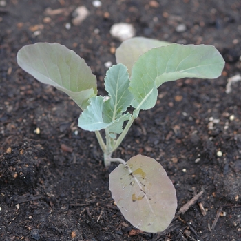 Brassica oleracea 'Amazing' - Cauliflower