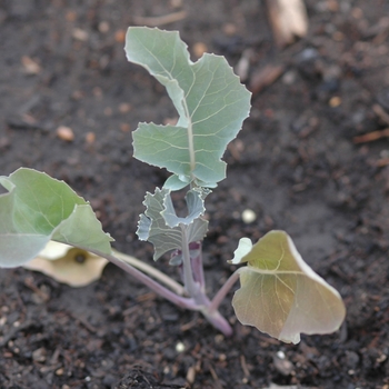 Brassica oleracea 'Graffitti' - Cauliflower