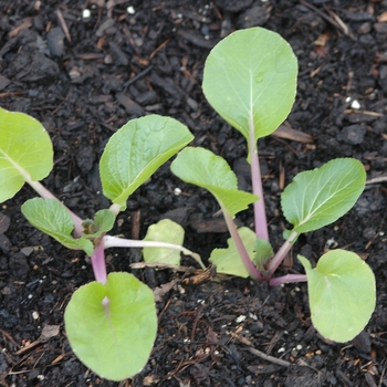 Brassica rapa 'Joi Choi' - Cabbage