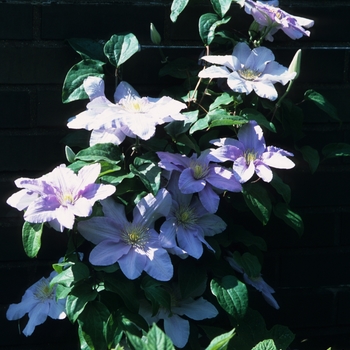 Clematis 'Silver Moon' - Clematis
