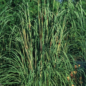 Erianthus ravennae - Plume Grass