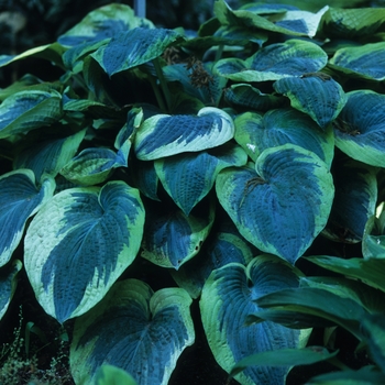 Hosta 'American Halo' - Plantain Lily