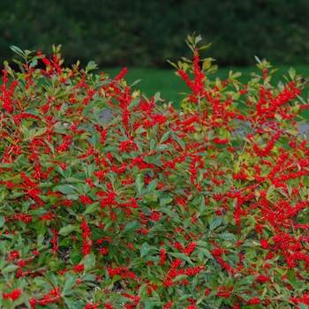 Ilex verticillata 'Red Sprite' - Red Sprite Winterberry