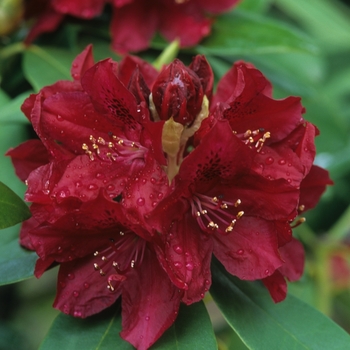 Rhododendron hybrid - 'Golden Lights'
