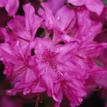 Rhododendron hybrid 'Karen' - 'Karen' Azalea