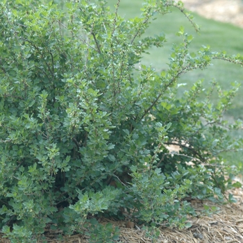 Ribes uva-crispa 'Hinnonmaki Red' - Gooseberry