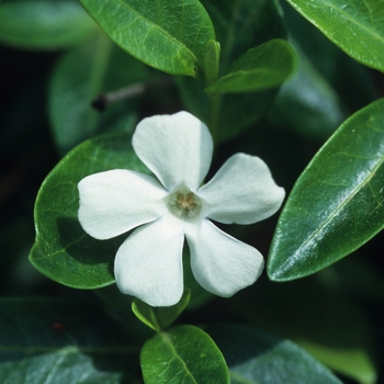 Vinca minor 'Alba' - Myrtle