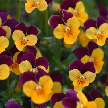 Viola cornuta Sorbet® XP 'Orange Jump Up' - Viola