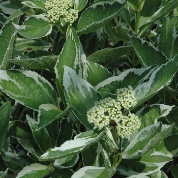 Hydrangea macrophylla - 'Light-O-Day®' Bigleaf Hydrangea