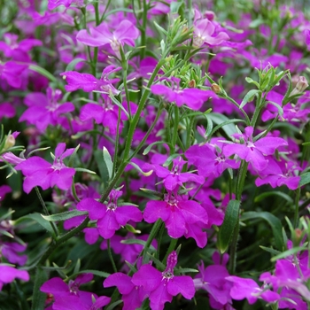 Lobelia erinus - Techno® Violet