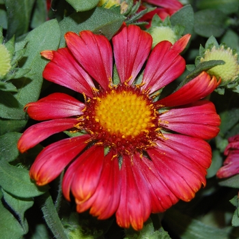 Gaillardia x 'Arizona Red Shades' - Blanket Flower