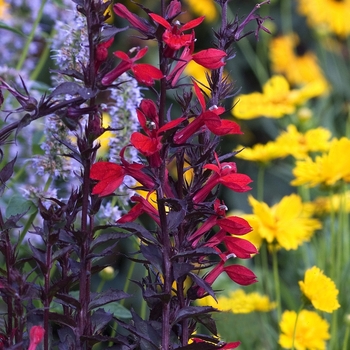 Lobelia speciosa 'Fan® Scarlet' - Cardinal Flower