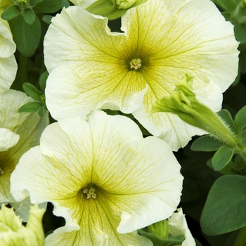 Petunia hybrida 'Madness™ Yellow' - Petunia