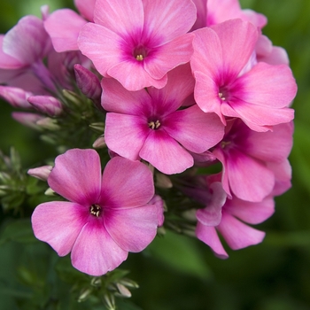 Phlox paniculata 'Pink Flame™' - Garden Phlox