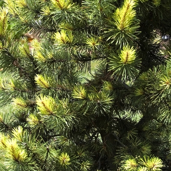 Pinus contorta 'Taylor's Sunburst' - Lodgepole Pine