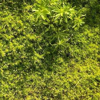 Sagina subulata aurea - Scotch Moss