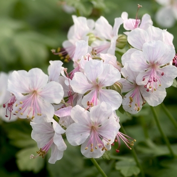 Geranium x cantabrigense 'Biokova' - Cranesbill