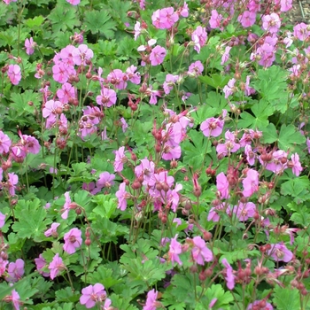 Geranium x cantabrigiense 'Karmina' - Cranesbill