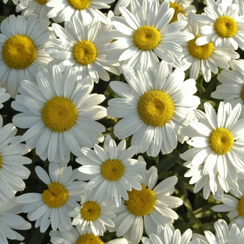 Leucanthemum superbum ''Snowcap'' - Shasta Daisy