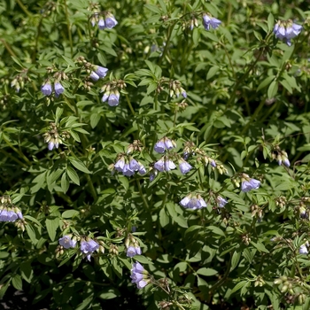 Polemonium reptans - Jacob's Ladder