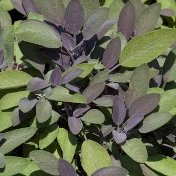 Salvia officinalis 'Purpurascens' - Sage, Purple