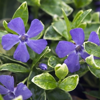 Vinca minor 'Ralph Shugert' - Periwinkle