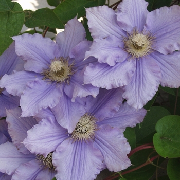 Clematis hybrid 'Will Goodwin' - Clematis