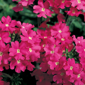 Verbena hybrida 'Lanai® Deep Pink' - Verbena