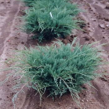 Juniperus virginiana - 'Grey Owl' Juniper