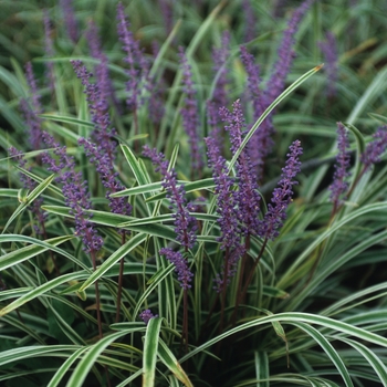 Liriope muscari 'Variegata' - Lily-turf