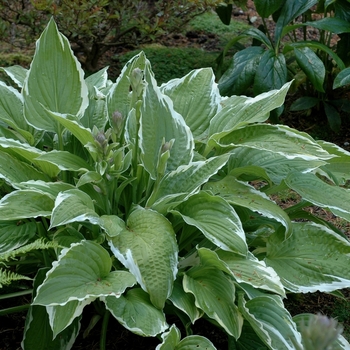 Hosta 'Regal Splendor' - Plantain Lily