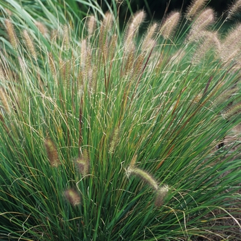 Pennisetum alopecuroides - Fountain Grass