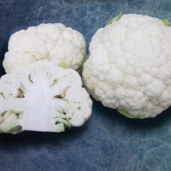 Brassica 'Snowbowl F1' - Cauliflower