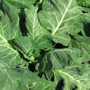 Brassica 'Vates' - Kale