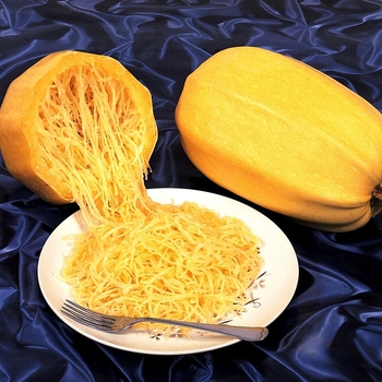 Curcurbita pepo 'Spaghetti Squash' - Squash 