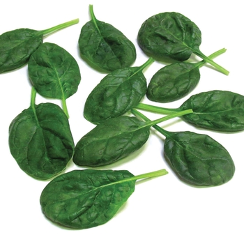 Spinacia 'Olympia F1' - Spinach