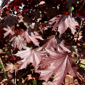 Acer platanoides 'Royal Red' (Norway Maple) - Royal Red Norway Maple