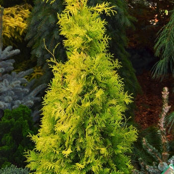 Thuja occidentalis 'Yellow Ribbon' - Yellow Ribbon Arborvitae