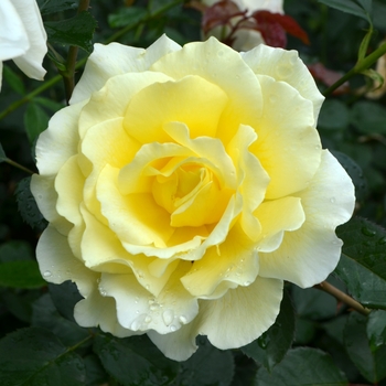 Rosa WEKdidusinra - White Licorice™ Rose