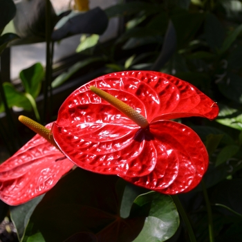 Anthurium andraeanum - 'Dakota'