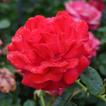 Rosa 'BAIsuhe' - Easy Elegance® Super Hero Rose