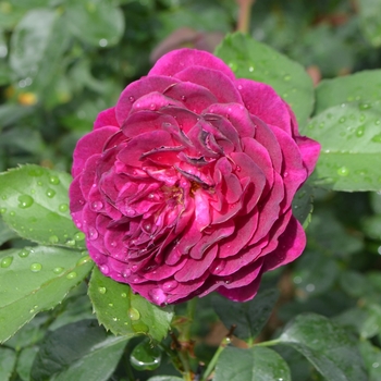 Rosa 'WEKsmoqur' - Ebb Tide™ Rose