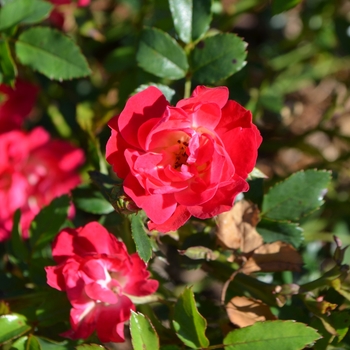 Rosa 'Meigalpio' PP17877 - Red Drift® Rose